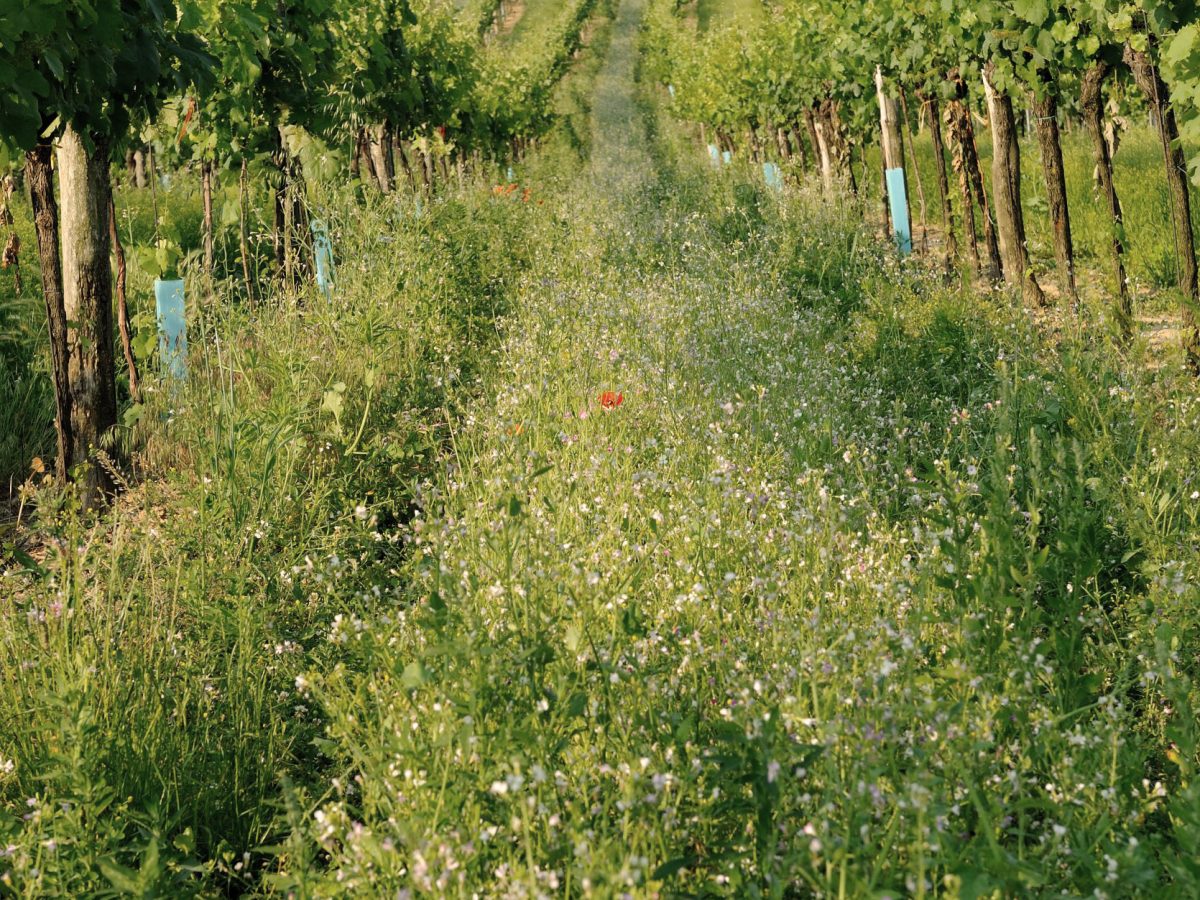 _Biodiversität im Weingarten2